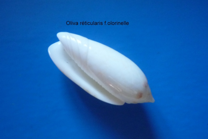 Americoliva reticularis olorinella (Duclos, 1835) - Worms = Americoliva reticularis (Lamarck, 1811) Oliva130