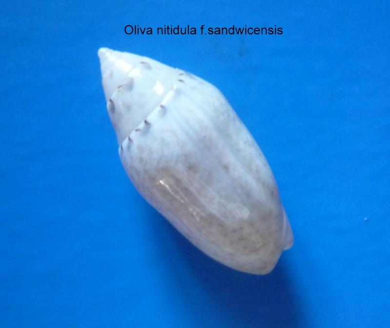 Omogymna sandwicensis (Pease, 1860) - Worms = Oliva ozodona sandwicensis Pease, 1860 Oliva137