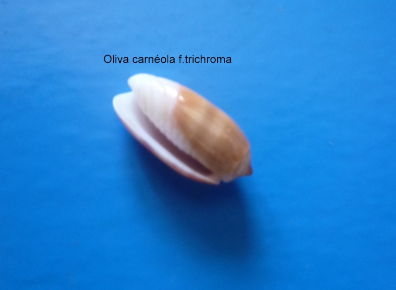 Galeola carneola f. trichroma (Dautzenberg, 1927) - Worms = Oliva carneola (Gmelin, 1791) Oliva143