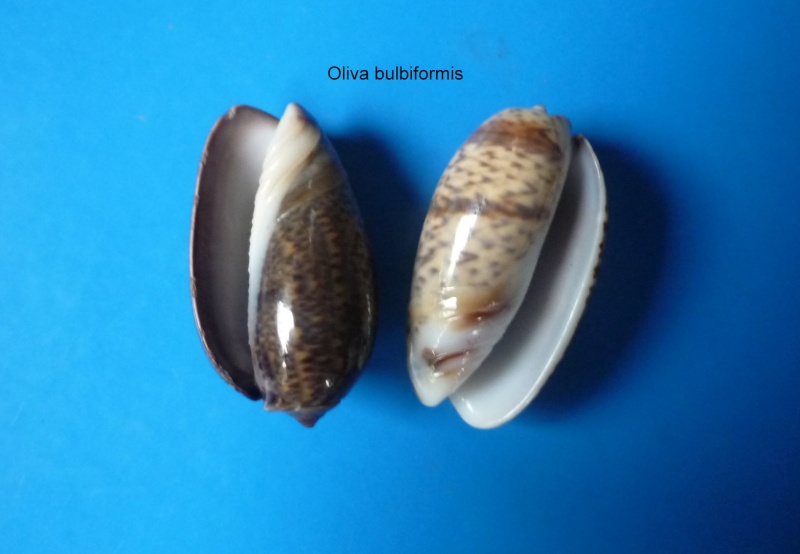 Carmione bulbiformis (Duclos, 1840) - Worms = Oliva bulbiformis Duclos, 1840 Oliva164