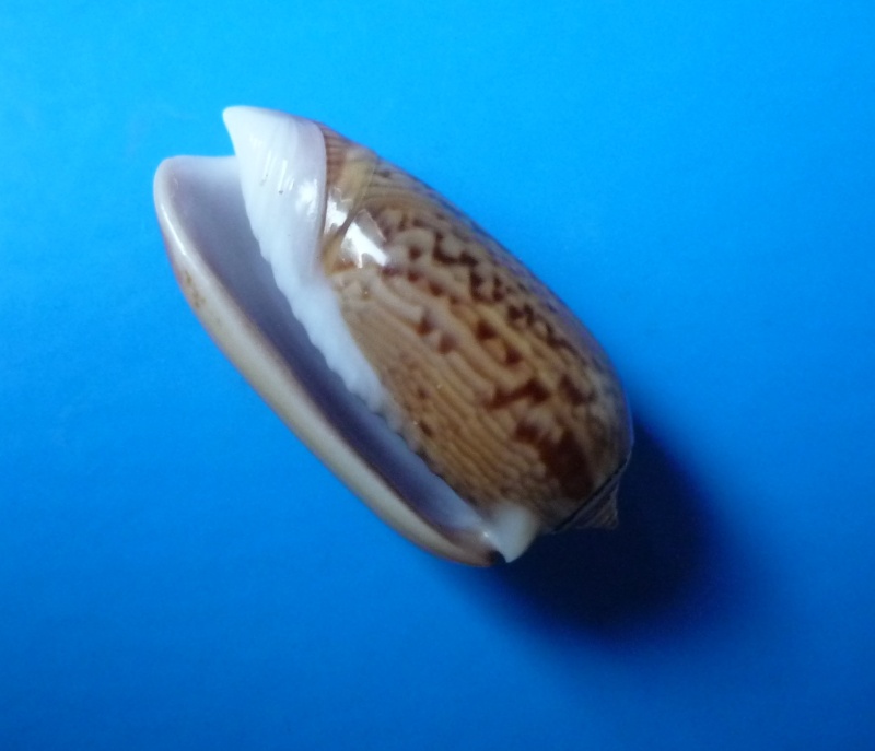 Musteloliva mustelina mustelina (Lamarck, 1811) - Worms = Oliva mustelina mustelina Lamarck, 1811 Oliva168