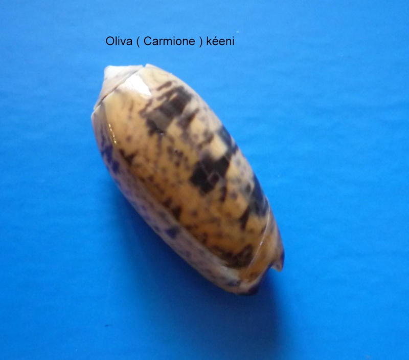 Carmione keeni (Marrat, 1870) - Worms = Oliva keenii Marrat, 1870 Oliva174