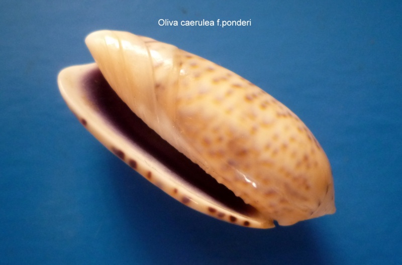 Miniaceoliva caerulea ponderi (Petuch & Sargent, 1986) Oliva202