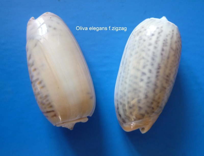 Viduoliva elegans f. zigzag (Perry, 1811) - Worms = Oliva elegans Lamarck, 1811 Oliva205