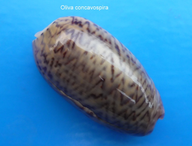 Musteloliva concavospira (Sowerby, 1914) - Worms = Oliva concavospira G. B. Sowerby III, 1914 Oliva210
