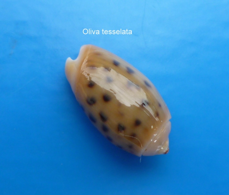 Olividae - Olivinae : Neocylindrus tessellata (Lamarck, 1811) - Worms = Oliva guttata Fischer von Waldheim, 1808 Oliva217
