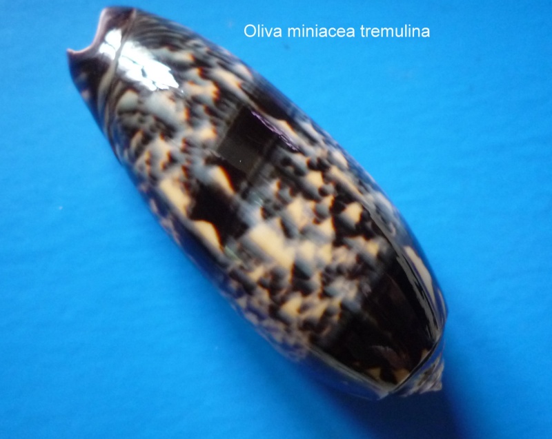 Miniaceoliva tremulina (Lamarck, 1811) - Worms = Oliva (Miniaceoliva) tremulina Lamarck, 1811 Oliva219
