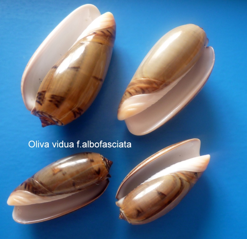 Viduoliva vidua f. albofasciata (Dautzenberg, 1927) - Worms = Oliva vidua (Röding, 1798) Oliva_15