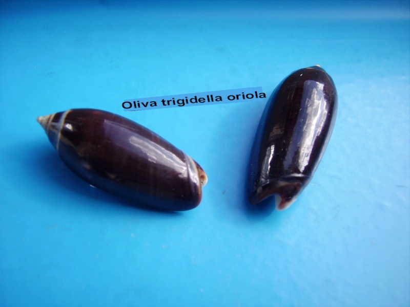 Oliva tigridella f. oriola (Lamarck, 1811) Oliva_20