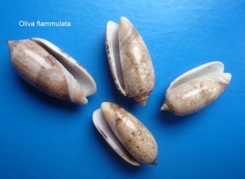 Americoliva flammulata flammulata (Lamarck, 1811) - Worms = Oliva flammulata Lamarck, 1811 Oliva_27