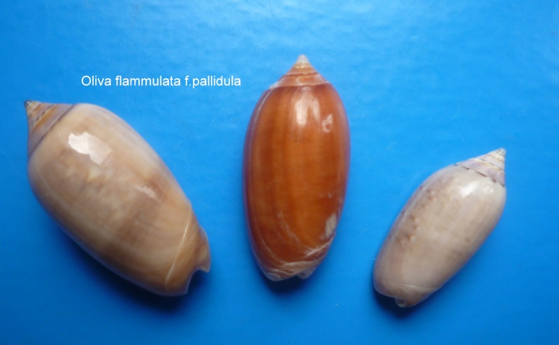 Americoliva flammulata flammulata (Lamarck, 1811) - Worms = Oliva flammulata Lamarck, 1811 Oliva_29