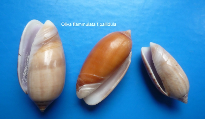 Americoliva flammulata flammulata (Lamarck, 1811) - Worms = Oliva flammulata Lamarck, 1811 Oliva_30