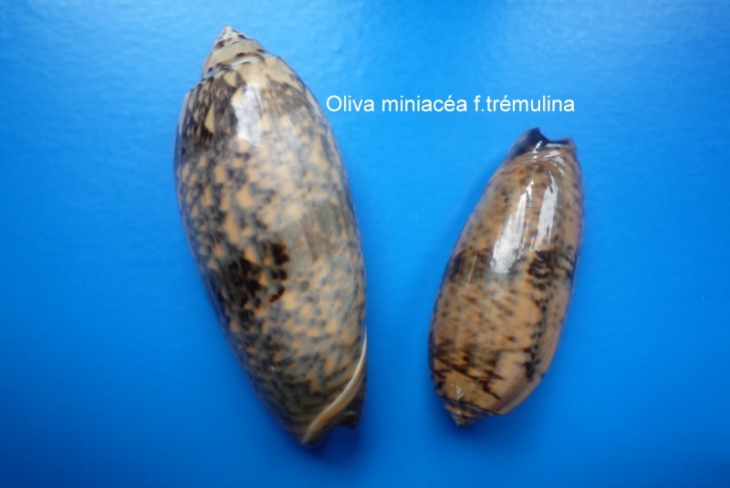 Miniaceoliva tremulina (Lamarck, 1811) - Worms = Oliva (Miniaceoliva) tremulina Lamarck, 1811 Oliva_33