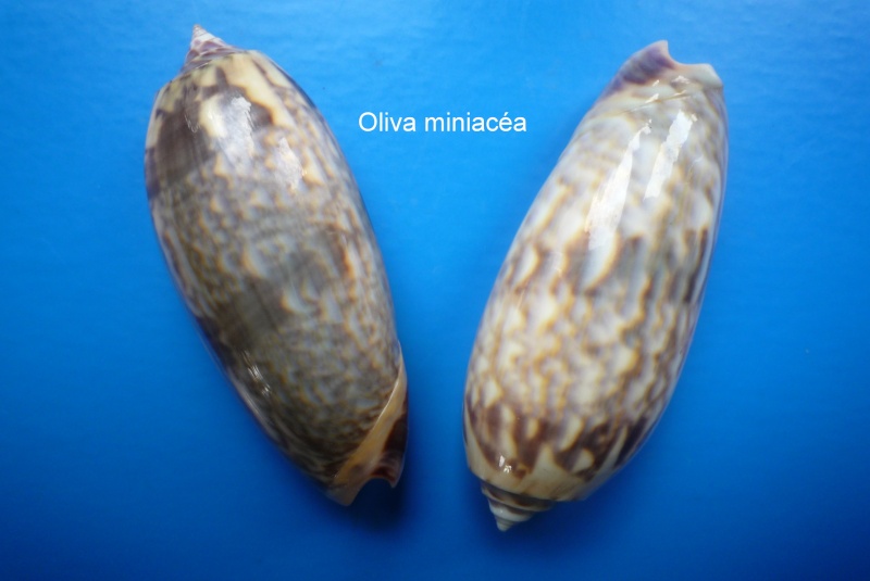 Miniaceoliva miniacea miniacea (Röding, 1798) Oliva_49