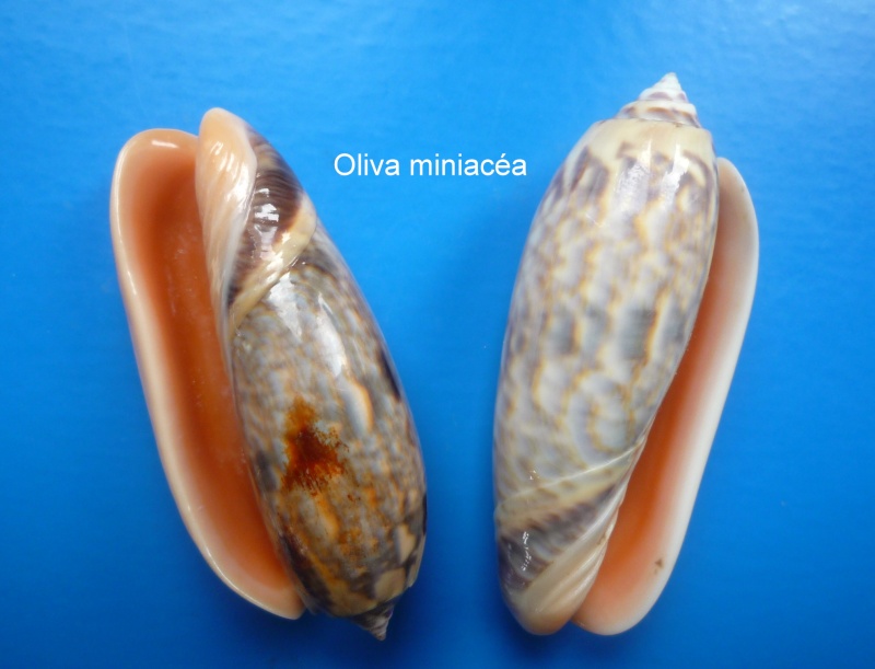 Miniaceoliva miniacea miniacea (Röding, 1798) Oliva_50