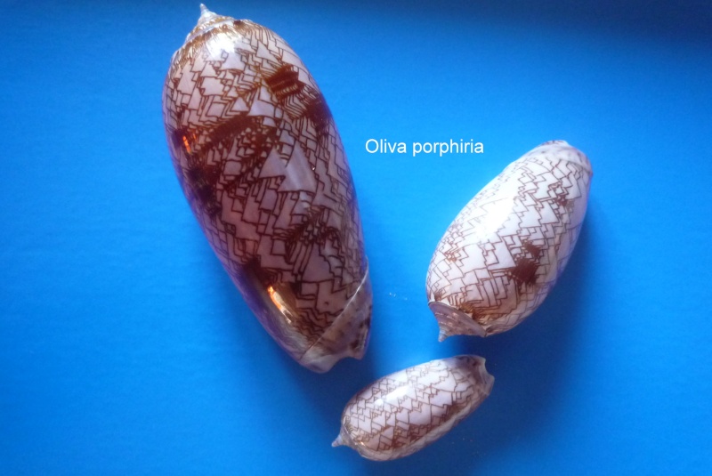 Olividae - Olivinae : Porphyria porphyria (Linnaeus, 1758) - Worms = Oliva porphyria (Linnaeus, 1758) Oliva_53