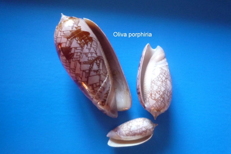 Olividae - Olivinae : Porphyria porphyria (Linnaeus, 1758) - Worms = Oliva porphyria (Linnaeus, 1758) Oliva_54