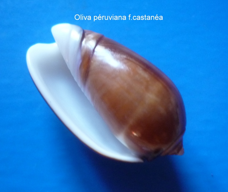 Olividae - Olivinae : Felicioliva peruviana f. castanea (Johnson, 1911) Oliva_60