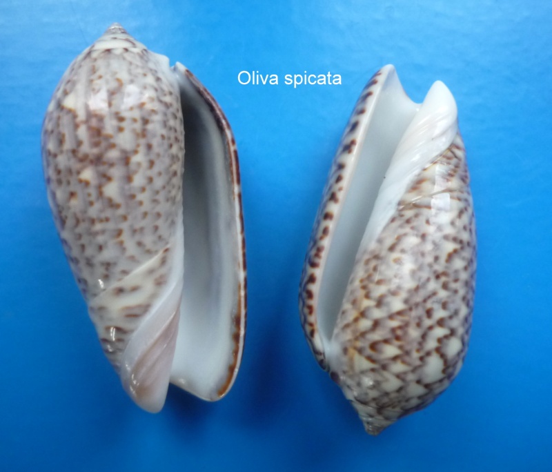 Americoliva spicata spicata (Röding, 1798) - Worms = Oliva spicata (Röding, 1798) Oliva_68