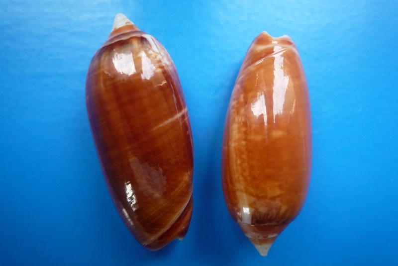 Americoliva bifasciata Kuster, 1878 - Worms = Oliva bifasciata bifasciata Küster in Weinkauff, 1878· Oliva_69