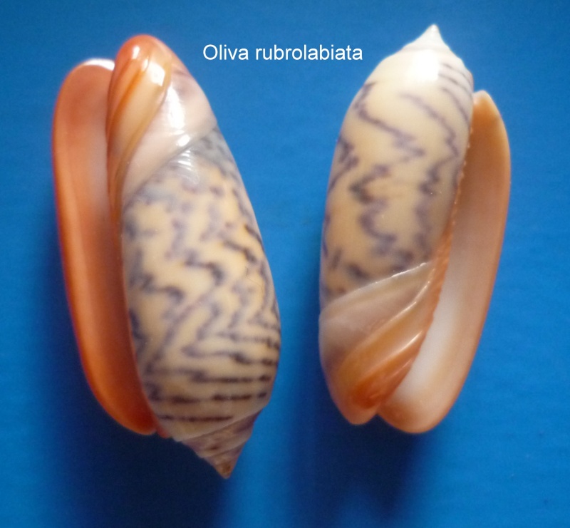 Viduoliva rubrolabiata (Fischer, 1903) - Worms = Oliva rubrolabiata H. Fischer, 1903 Oliva_72
