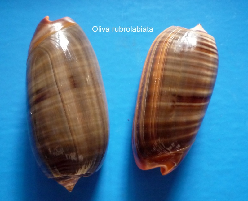 Viduoliva rubrolabiata (Fischer, 1903) - Worms = Oliva rubrolabiata H. Fischer, 1903 Oliva_73