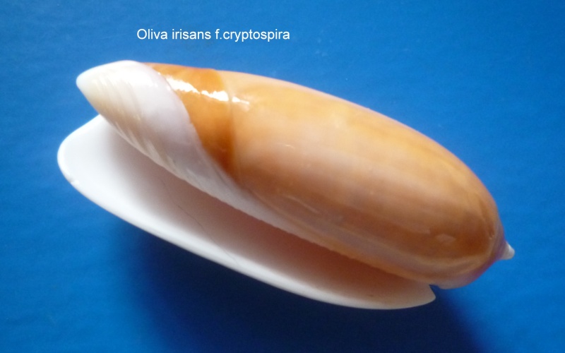 Miniaceoliva irisans f. cryptospira (Ford, 1891)  Oliva_76