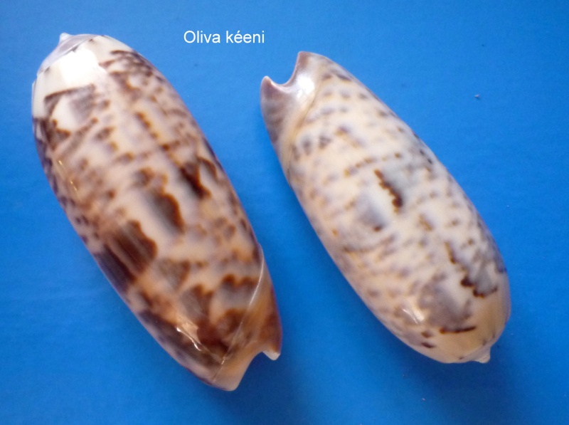 Miniaceoliva irisans irisans (Lamarck, 1811) - Worms = Oliva irisans irisans Lamarck, 1811 Oliva_94
