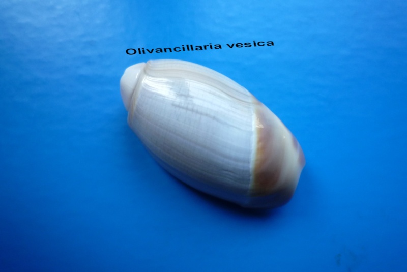 Olivancillaria vesica (Gmelin, 1791) Olivan16