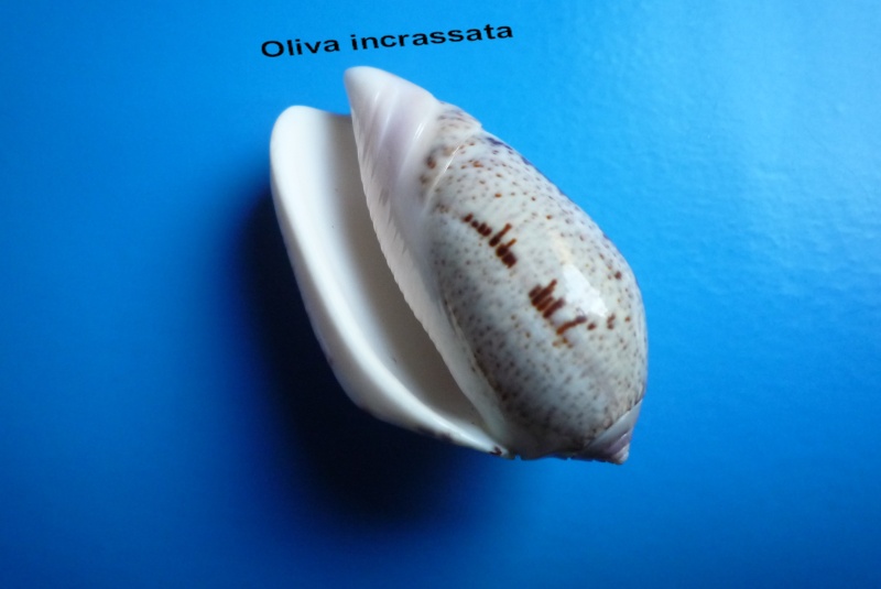 Americoliva incrassata (Lightfoot in Solander, 1786) Olive_12