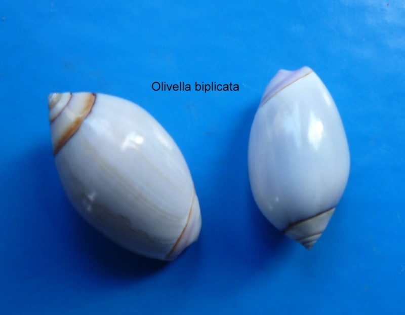 Callianax biplicata (Sowerby I, 1825) Olivel13