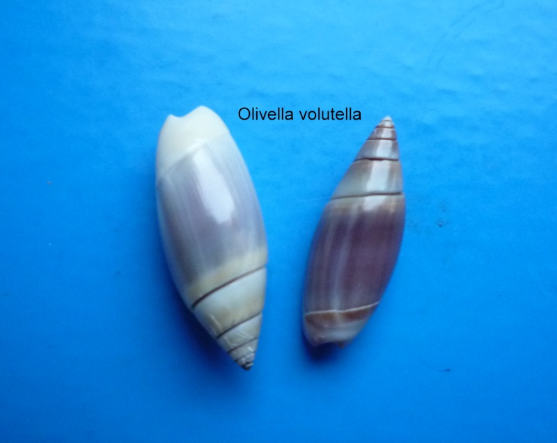 Olivella volutella (Lamarck, 1811) ou Lamprodoma volutella (Lamarck, 1811) Olivel16