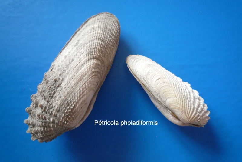Petricolaria pholadiformis - (Lamarck, 1818)  Patric11