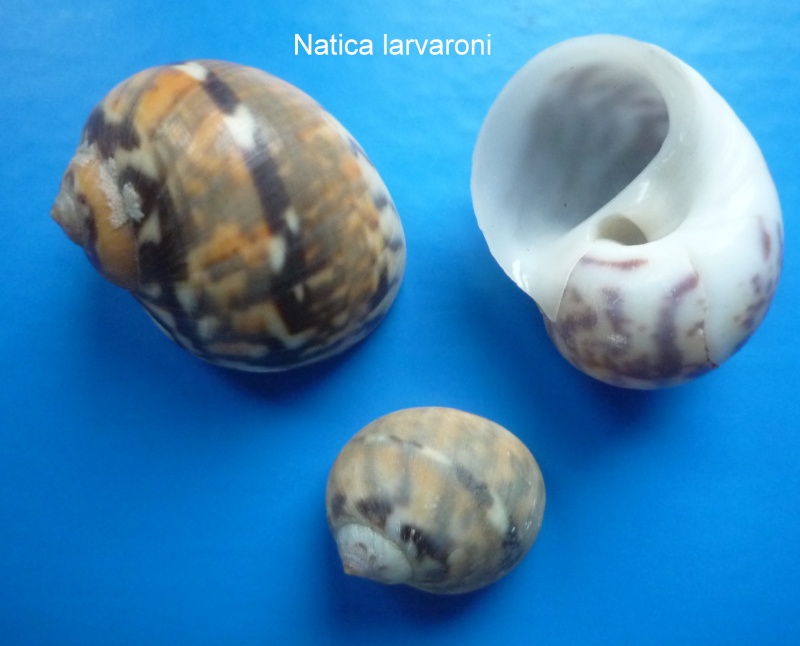Natica larvaroni - P. Bernard, 1983 Photo_10