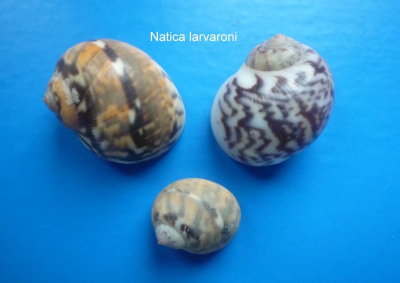 Natica larvaroni - P. Bernard, 1983 Photo_11
