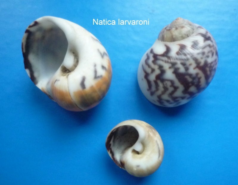 Natica larvaroni - P. Bernard, 1983 Photo_12