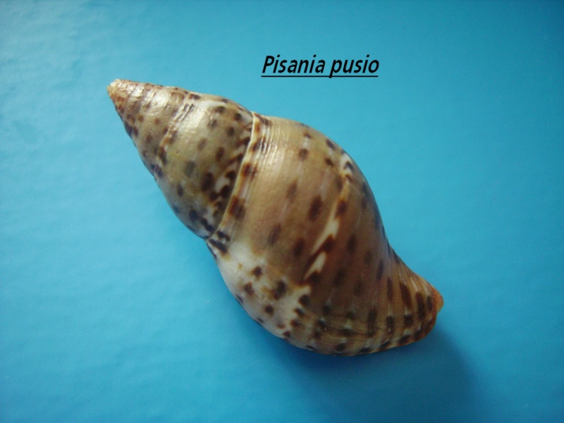 Pisania pusio (Linnaeus, 1758) Pisani10
