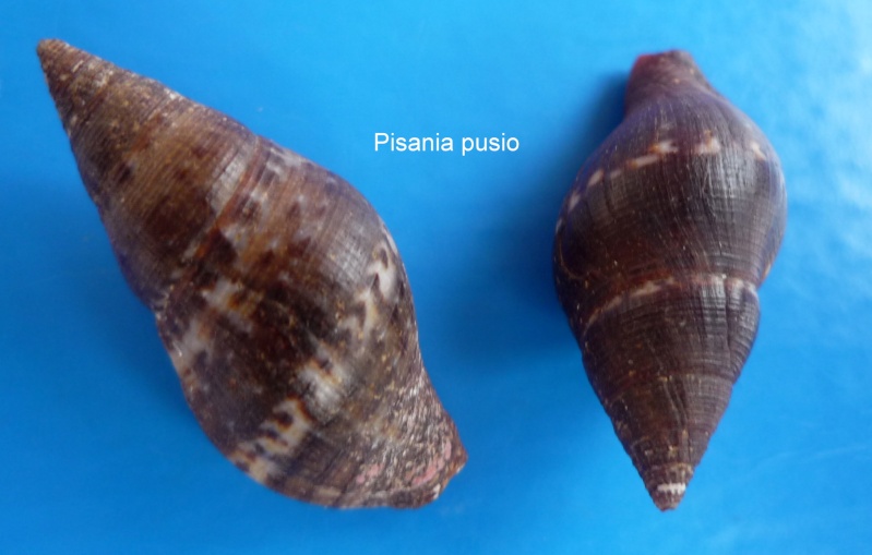 Pisania pusio (Linnaeus, 1758) Pisani14
