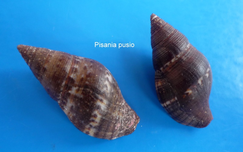 Pisania pusio (Linnaeus, 1758) Pisani17