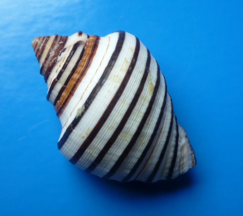 Opeatostoma pseudodon (Burrow, 1815) Pseudo13