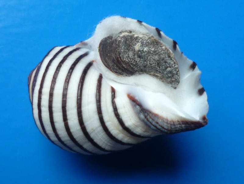 Opeatostoma pseudodon (Burrow, 1815) Pseudo16