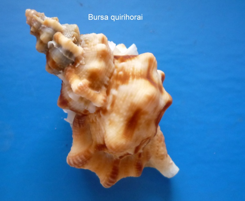 Bursidae Korrigania quirihorai (Beu, 1987) Quirih10