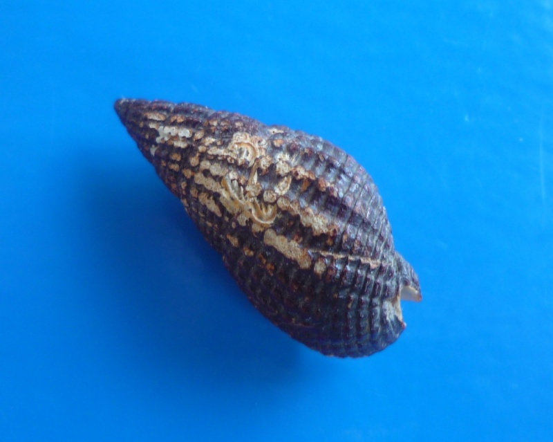 Tritia reticulata (Linnaeus, 1758) Reticu14