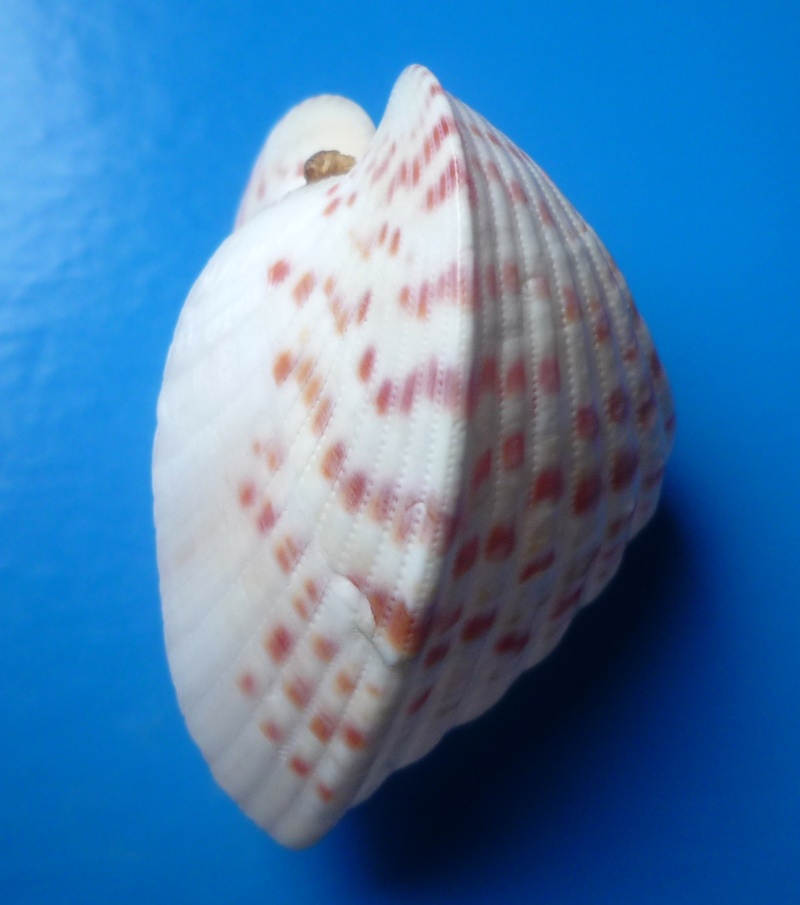 Lunulicardia retusa - (Linnaeus, 1767) Retusa17