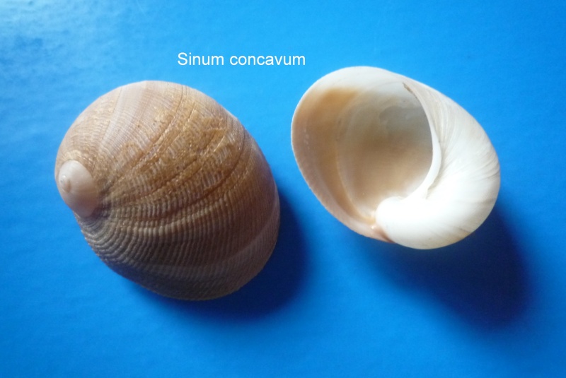 Sinum concavum (Lamarck, 1822) Sinum_10