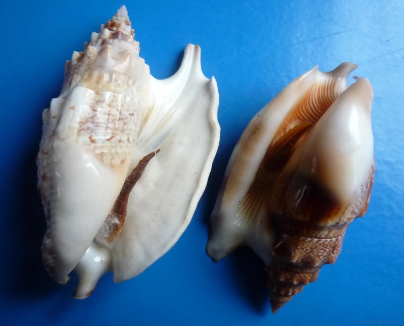 Euprotomus iredalei - (Abbott, 1960) Stromb23