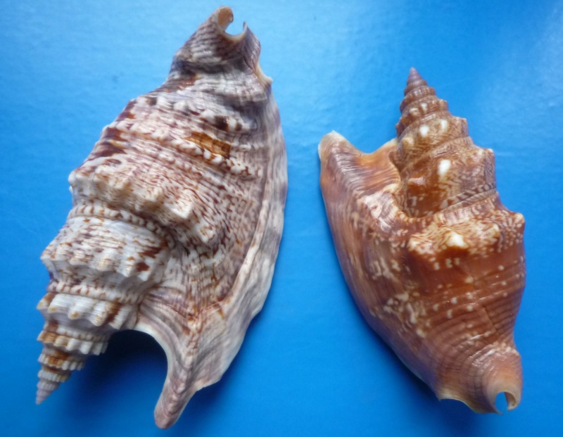 Euprotomus iredalei - (Abbott, 1960) Stromb24
