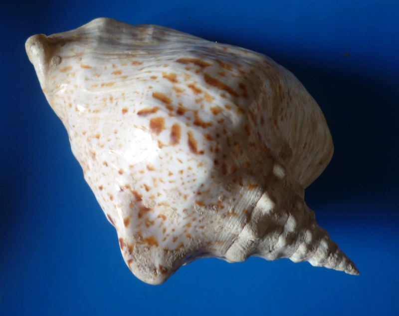 Strombidae Thersistrombus thersites - (Swainson, 1823) Tricor18