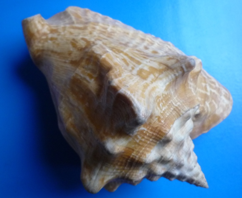 Strombidae Macrostrombus costatus - (Gmelin, 1791) Tricor54