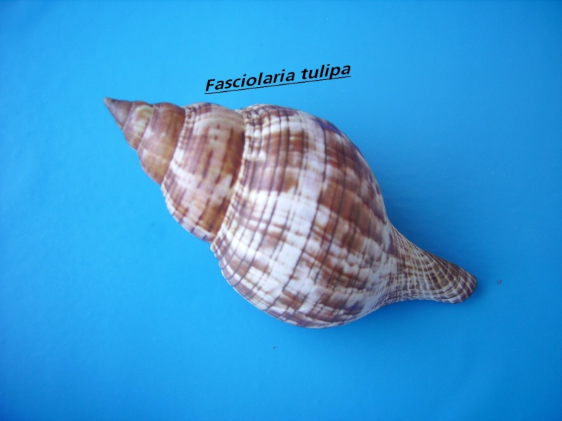 Fasciolaria tulipa (Linnaeus, 1758) Tulipa10
